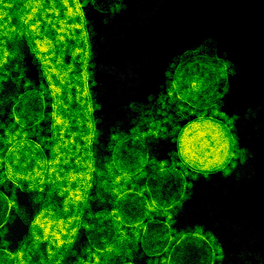 rédaction scientifique illustrée par des cellules végétales